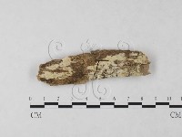 藏品(絲齒菌屬)的圖片