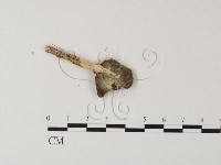 藏品(多孔菌屬)的圖片