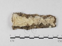 藏品(絲齒菌屬)的圖片