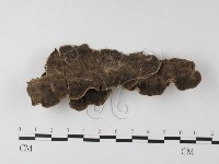 藏品(齒耳菌屬)的圖片