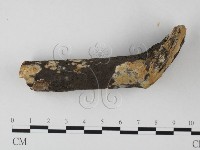 藏品(筍殼菌屬)的圖片