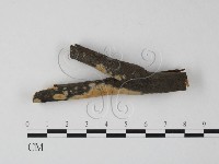 藏品(筍殼菌屬)的圖片