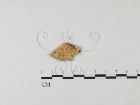 藏品(絲齒菌屬)的圖片