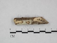 藏品(冇骨消絲齒菌)的圖片