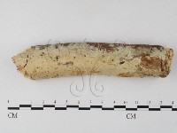藏品(顯絲菌屬)的圖片