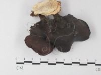 藏品(小孔菌屬)的圖片