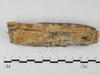 藏品(絲齒菌屬)的圖片