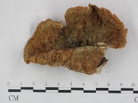 藏品(優雅波邊革菌)的圖片