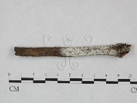 藏品(冇骨消絲齒菌)的圖片