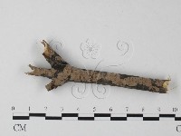 藏品(筍殼菌屬)的圖片