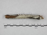 藏品(冇骨消絲齒菌)的圖片