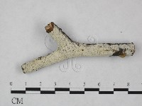 藏品(冇骨消絲齒菌)的圖片