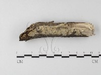 藏品(針齒銳岩菌)的圖片