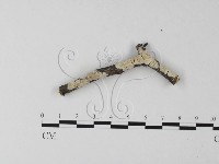 藏品(顯絲菌屬)的圖片