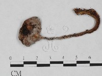 藏品(傘菌屬)的圖片