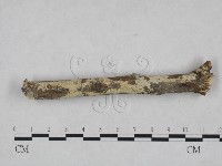 藏品(剛毛絲皮菌)的圖片