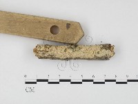 藏品(冇骨消絲齒菌)的圖片