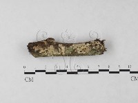 藏品(絲齒菌屬)的圖片