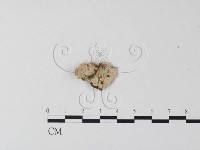 藏品(韌革菌屬)的圖片