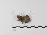 藏品(銳孔菌屬)的圖片