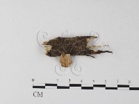 藏品(多孔菌屬)的圖片