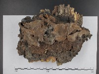 藏品(有害木層孔菌)的圖片