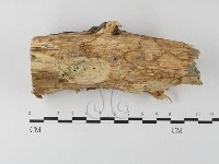 藏品(有害木層孔菌)的圖片