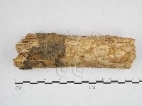 藏品(有害木層孔菌)的圖片