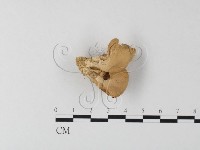 藏品(側耳屬)的圖片