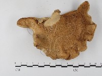 藏品(多孔菌屬)的圖片