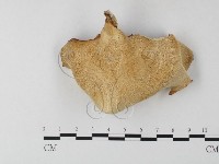 藏品(多孔菌屬)的圖片