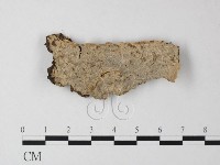 藏品(刺皮菌屬)的圖片