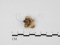 藏品(栓菌屬)的圖片