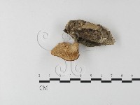 藏品(多孔菌屬)的圖片