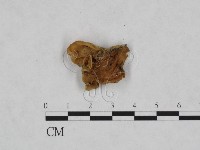 藏品(毛木耳)的圖片