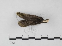 藏品(炭角菌屬)的圖片