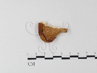 藏品(多孔菌屬)的圖片