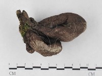 藏品(炭角菌屬)的圖片