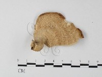 藏品(多孔菌屬)的圖片