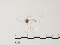 藏品(小菇屬)的圖片