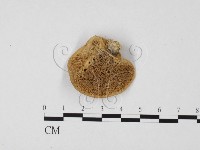 藏品(栓菌屬)的圖片