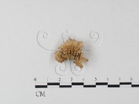 藏品(硬孔菌屬)的圖片