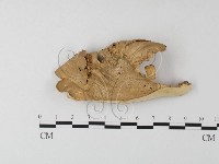 藏品(多孔菌屬)的圖片