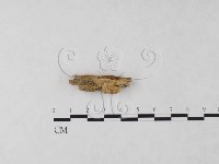 藏品(絲齒菌屬)的圖片