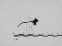 藏品(鬼傘屬)的圖片