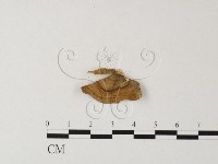 藏品(韌革菌屬)的圖片