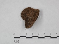 藏品(纖孔菌屬)的圖片