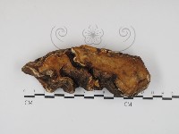 藏品(牛樟芝)的圖片