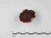 藏品(紅菇屬)的圖片