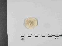 藏品(黄柄小孔菌)的圖片